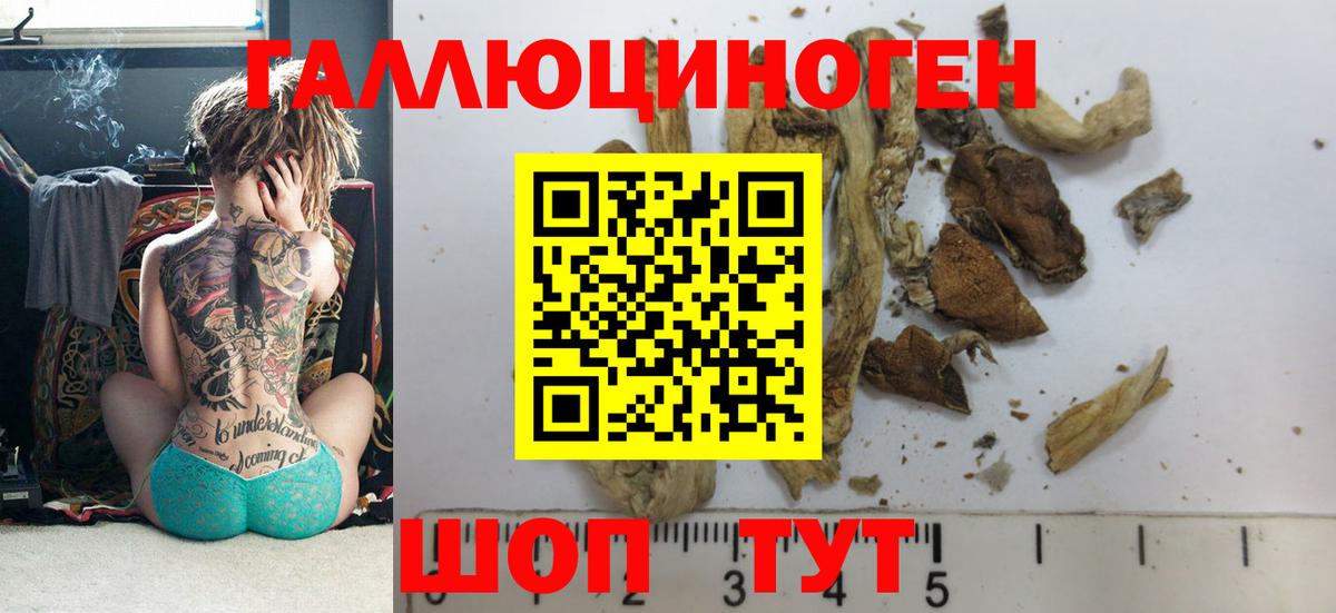 где продают наркотики  Псилоцибиновые грибы GOLDEN TEACHER  Вход с VPN  Всеволожск  Псилоцибиновые грибы мицелий 