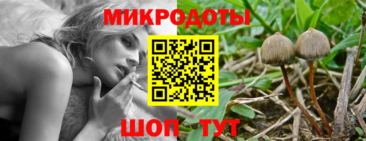 Галлюциногенные грибы Psilocybine cubensis Всеволожск